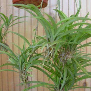 spider plant