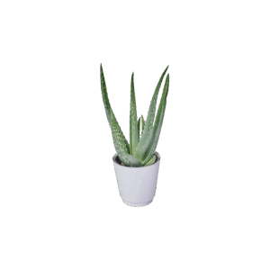 Plants - Aloe