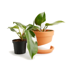 Plants